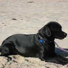 Blanding af racer Sigurd