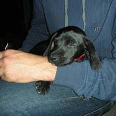 Blanding af racer Sigurd