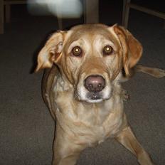 Blanding af racer Stella *RIP 25-11-10*