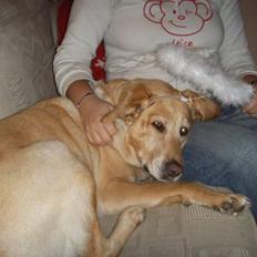 Blanding af racer Stella *RIP 25-11-10*