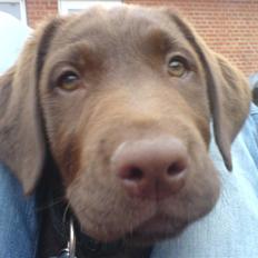 Labrador retriever Balder 