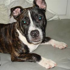 Staffordshire bull terrier Gaso