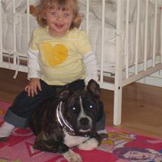 Staffordshire bull terrier Gaso