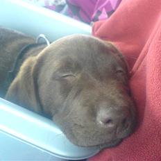 Labrador retriever Balder 