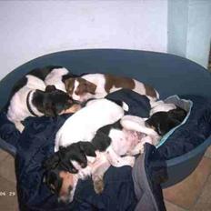 Dansk svensk gaardhund Freja 