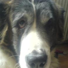 Sankt bernhardshund Trille