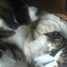 Sankt bernhardshund Trille