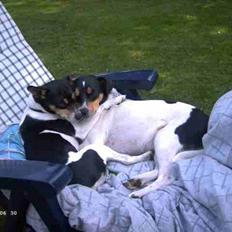 Dansk svensk gaardhund Fie