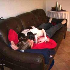 Dansk svensk gaardhund Fie