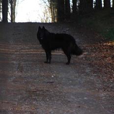 Groenendael Tristan