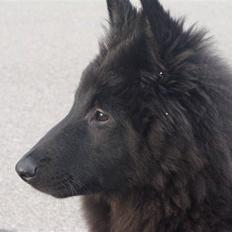 Groenendael Tristan