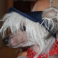 Chinese crested hårløs Shoeshine's Illo