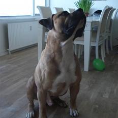 Boerboel victor