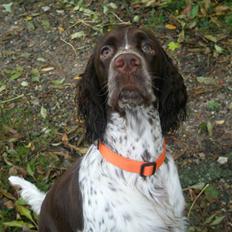 Engelsk springer spaniel Diamond ring star light