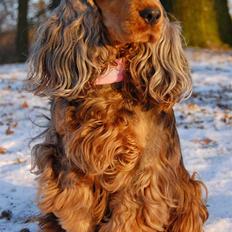 Cocker spaniel Carla