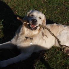 Golden retriever Charlie 