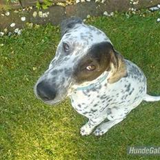 Blanding af racer Maxè - RIP