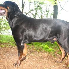 Rottweiler Bonzo R.I.P