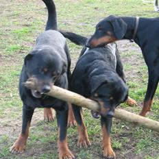 Rottweiler Bonzo R.I.P