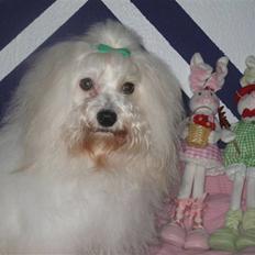 Coton de tulear Jegums Princess Cuti Pie