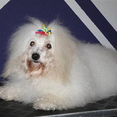 Coton de tulear Jegums Princess Cuti Pie