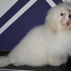 Coton de tulear Jegums Princess Cuti Pie