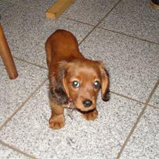 Blanding af racer Ziva