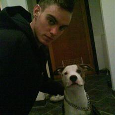 Amerikansk staffordshire terrier Balto