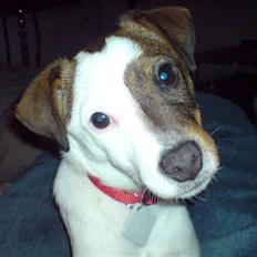 Jack russell terrier tritla
