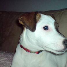 Jack russell terrier tritla