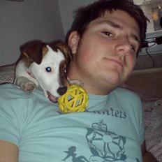 Jack russell terrier tritla