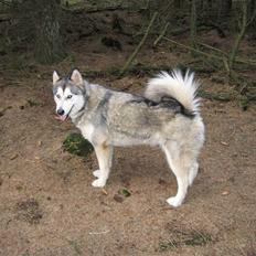 Alaskan malamute Mollie