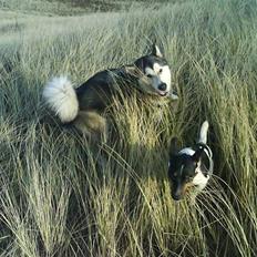 Alaskan malamute Mollie