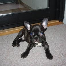 Fransk bulldog Tyson
