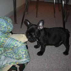 Fransk bulldog Tyson