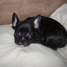 Fransk bulldog Tyson