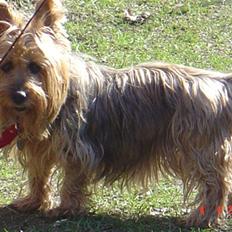 Australsk terrier Emma Himmelhund