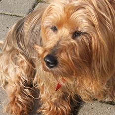Australsk terrier Emma Himmelhund