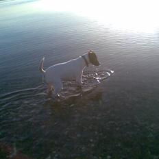 Dansk svensk gaardhund **Hundsen**