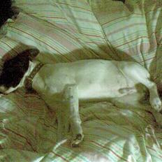 Dansk svensk gaardhund **Hundsen**