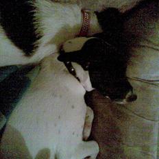 Dansk svensk gaardhund **Hundsen**