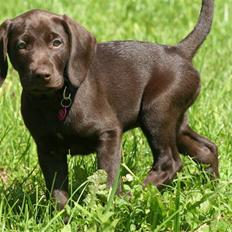 Blanding af racer Nelli