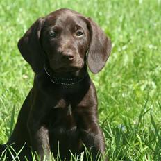 Blanding af racer Nelli
