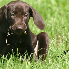 Blanding af racer Nelli