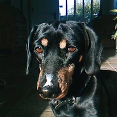 Gravhund Maxi (R.I.P)