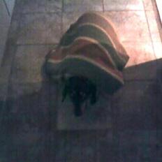 Gravhund Maxi (R.I.P)