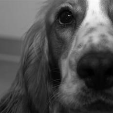 Cocker spaniel Freddy