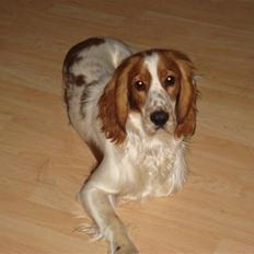 Cocker spaniel Freddy