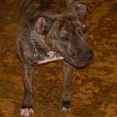 Amerikansk staffordshire terrier Lucy