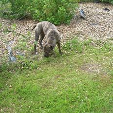 Amerikansk staffordshire terrier Lucy